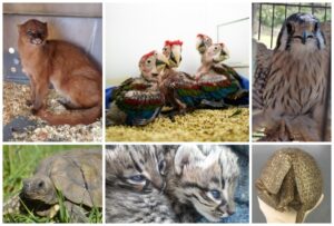 Animales-recuperados-2021