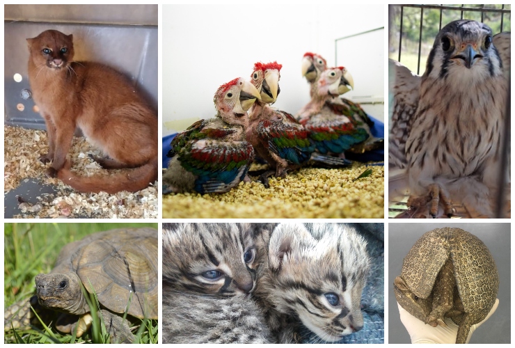 Animales-recuperados-2021