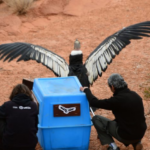 En Sierra de las Quijadas, Wayra volvió a volar libre
