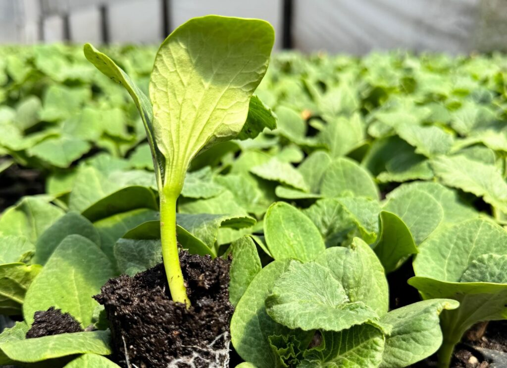 ‘San Luis Intensiva’ ofrecerá capacitaciones en producción vegetal en Sol Puntano
