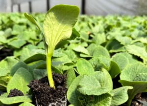 ‘San Luis Intensiva’ ofrecerá capacitaciones en producción vegetal en Sol Puntano
