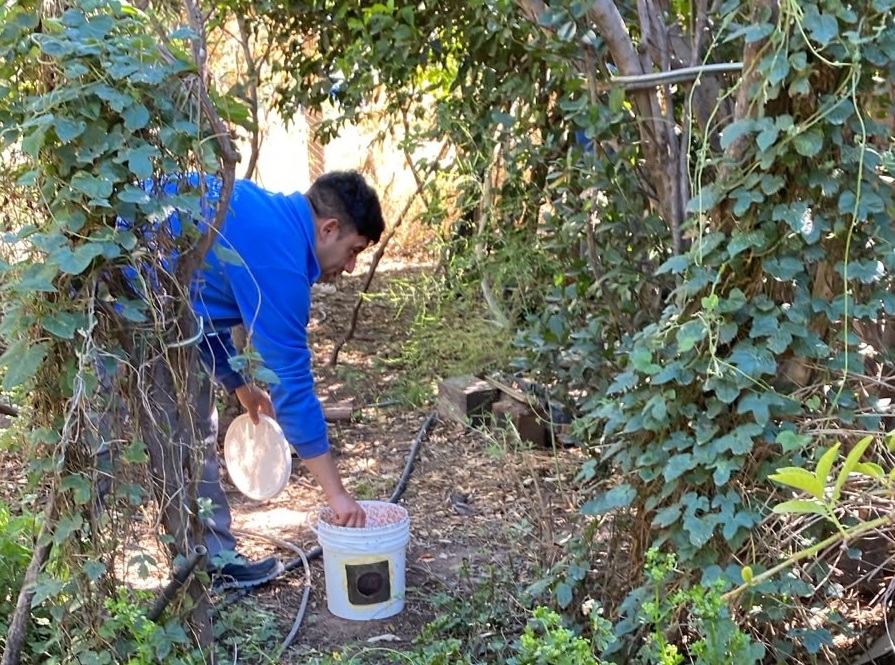 El Plan de Erradicación de la Mosca de los Frutos avanza con intervenciones en seis localidades