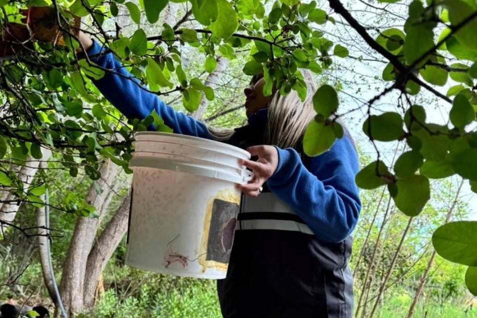 Acciones sanitarias en cinco localidades avanzan en el combate contra la mosca de los frutos 