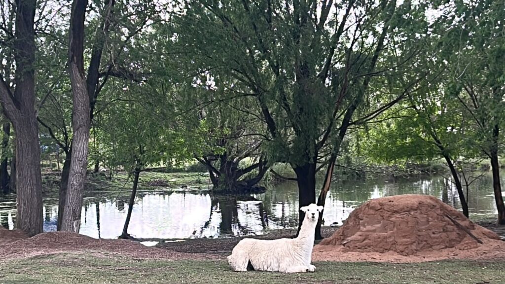 La Granja Productiva Demostrativa ‘Cruz de Piedra’ sumó una llama a su establecimiento