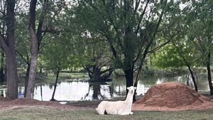 La Granja Productiva Demostrativa ‘Cruz de Piedra’ sumó una llama a su establecimiento