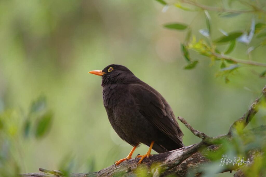 El Global Big Day puso en valor la biodiversidad de San Luis