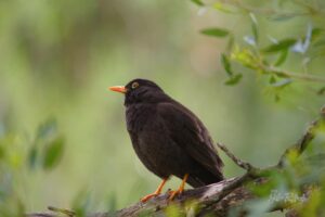 El Global Big Day puso en valor la biodiversidad de San Luis